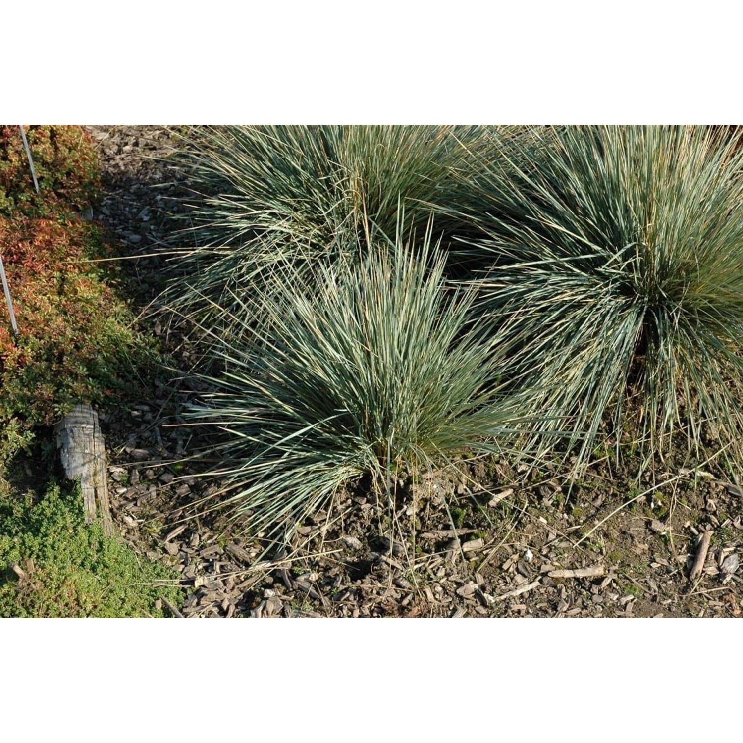 Helictotrichon Sempervirens Saphirsprudel Blaustrahlhafer Ca. 9x9 cm Topf günstig online kaufen