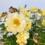 Gelbe Baumfink Bodendeckerrose Bienenweide im Topf, bienenfreundliche Gartenpflanze.