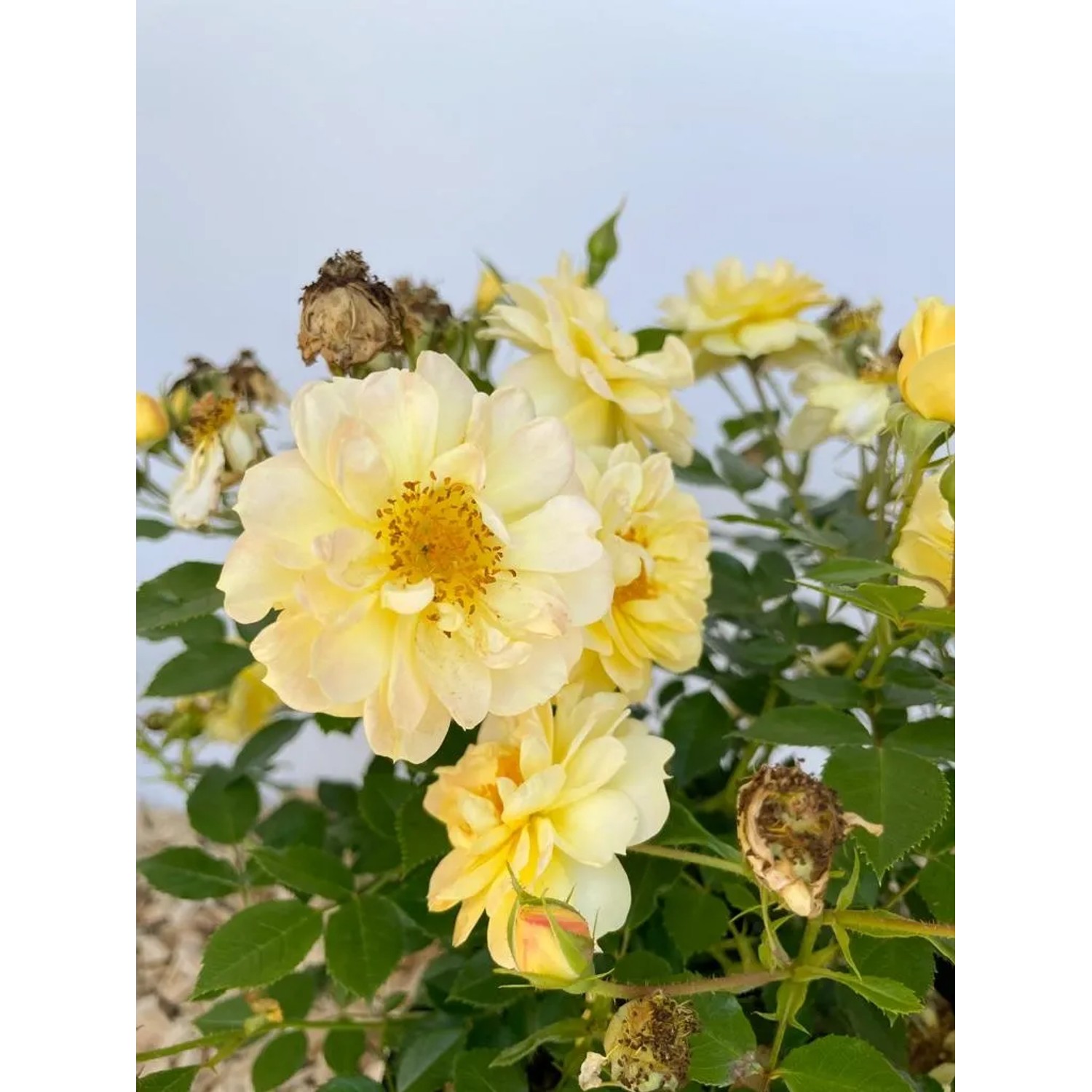 Gelbe Baumfink Bodendeckerrose Bienenweide im Topf, bienenfreundliche Gartenpflanze.