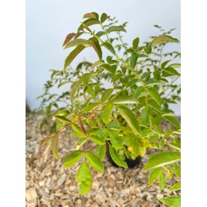 Baumfink Hundsrose als Topfpflanze, grüne Blätter. Wildrose im Topf.