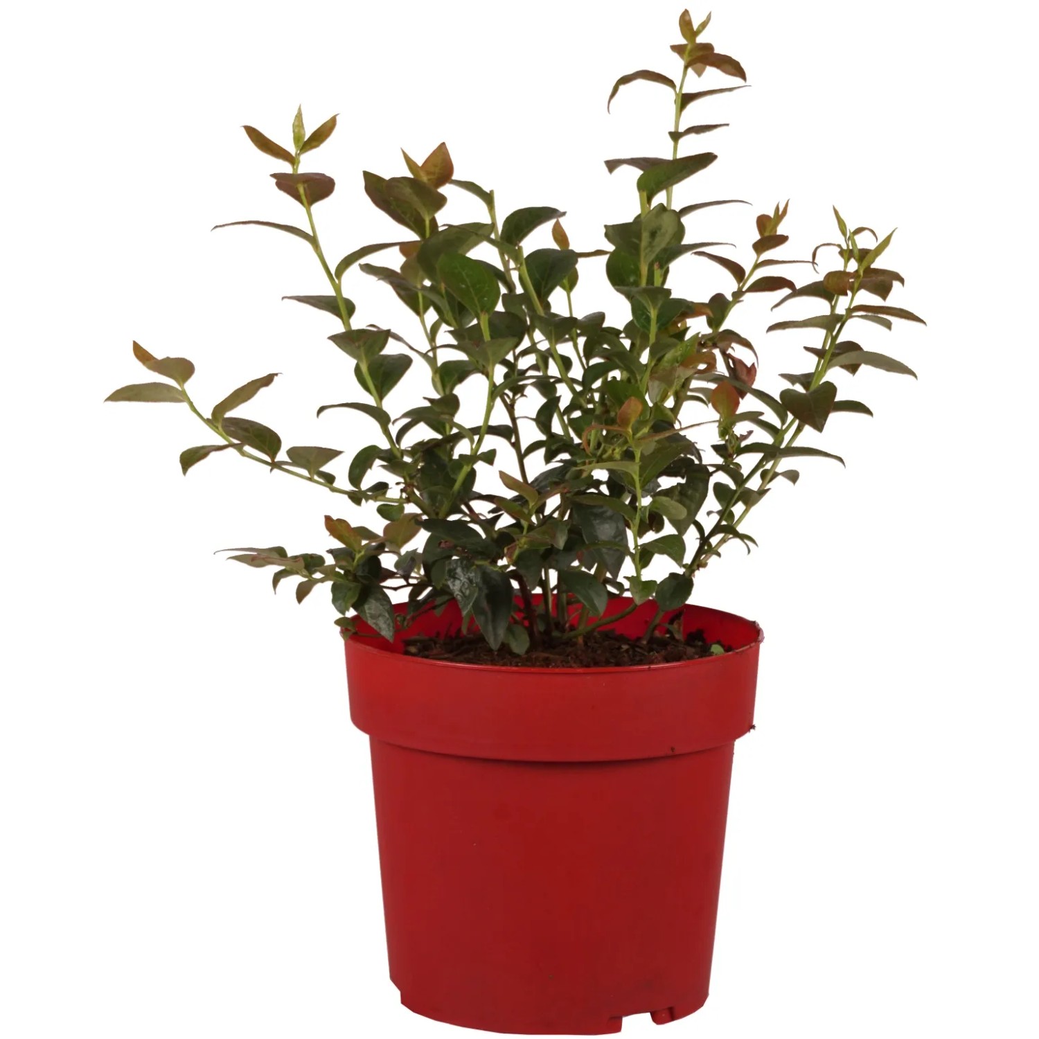 Heidelbeere "Duke" Höhe ca. 30 cm Topf ca. 3,4 l Vaccinium corymb.