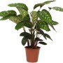 Korbmarante Flamestar (Calathea) im Topf, eine dekorative Grünpflanze mit auffälligen Blattmustern.