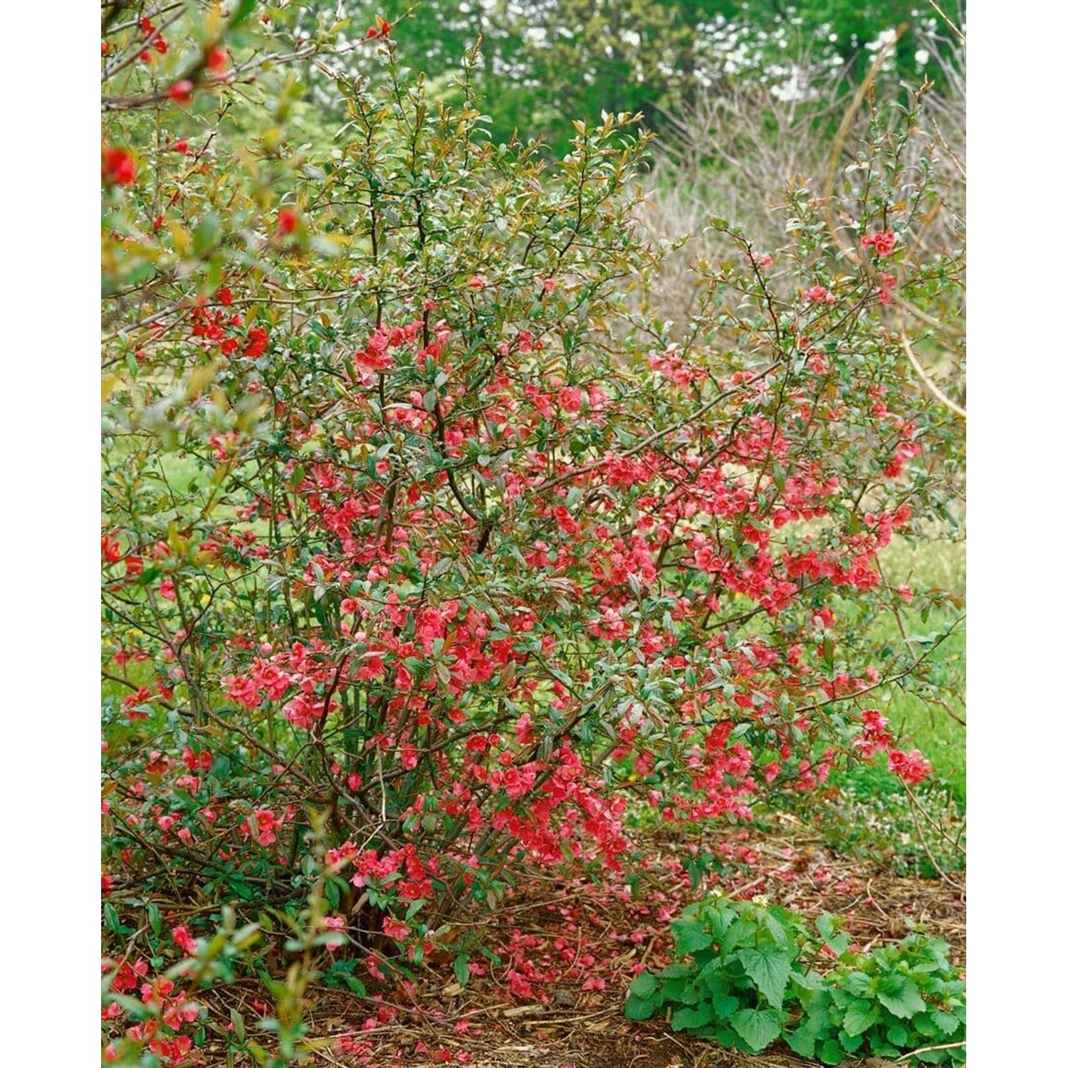 Chaenomeles 'rubra' Zierquitte 80 cm Stammhöhe günstig online kaufen