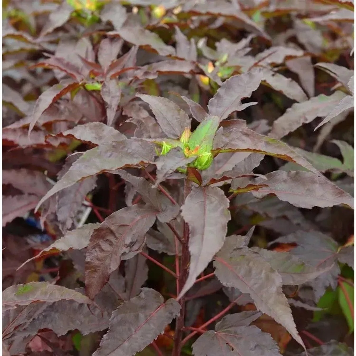 Staudeneibisch Summerific Holi Graile 40-60cm - Hibiscus moscheutos