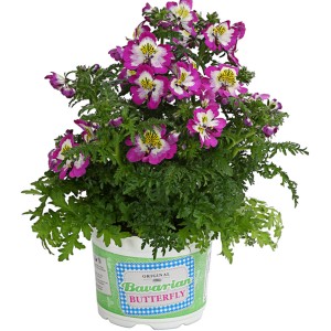 Bauernorchidee Atlantis im Topf, Farbenauswahl, ca. 20-35 cm hoch. Dekorative Stehpflanze mit violetten Blüten.