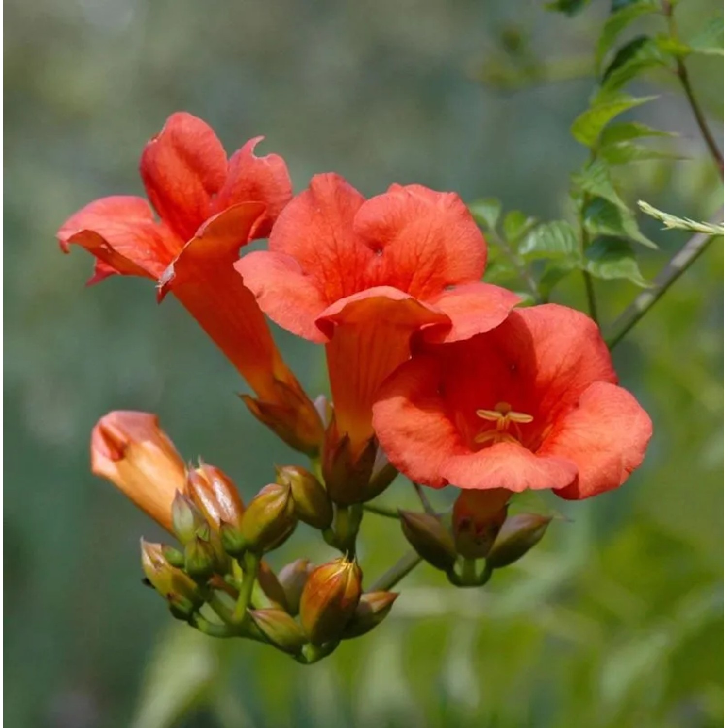 Große Klettertrompete Mme. Galen 80-100cm - Campsis tagliabuana