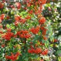 Feuerdorn 'Mohave' (40-60 cm) mit leuchtend orange-roten Beeren. Ideal als Heckenpflanze.