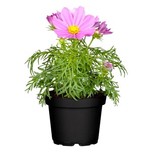 Rosa Schmuckkörbchen im Topf (Ø 13cm). Stehpflanze mit zarten Blüten und grünen Blättern.