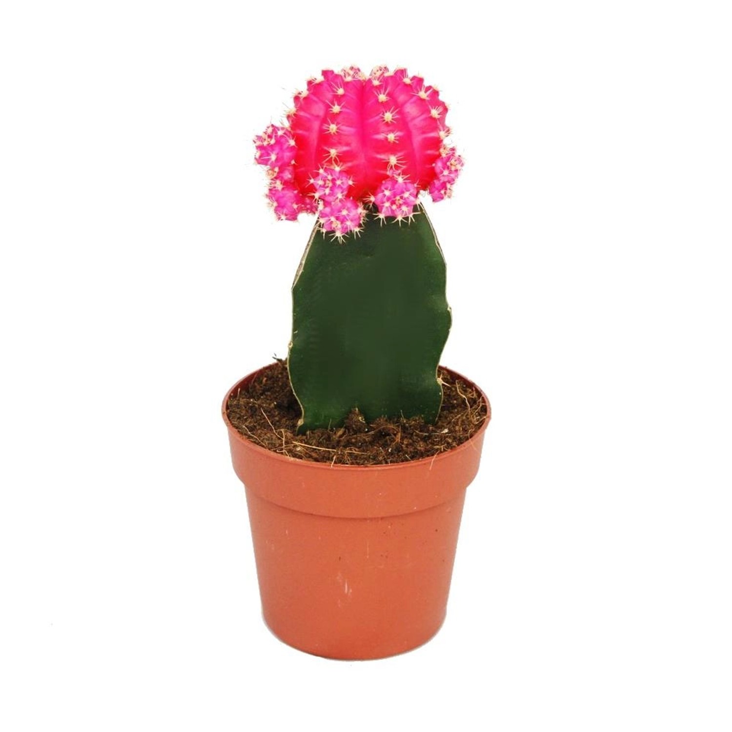 Exotenherz Gymnocalycium Mihanovichii Erdbeerkaktus Rosa 8,5cm Topf günstig online kaufen