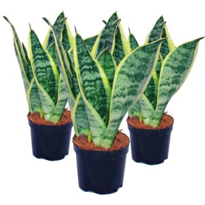 Exotenherz 3er Set Bogenhanf (Sansevieria) im 9cm Topf, gelbgrüne Blätter.