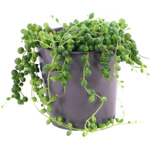 Greiskraut (Senecio herreianus) im Topf, eine hängende Sukkulente mit erbsenförmigen Blättern.