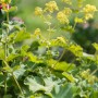 Gelbgrüne Blüte des Schattenkünstler Stauden-Sets mit runden Blättern im Beet.