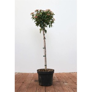 Lorbeer-Schneeball (Viburnum Tinus) als immergrüner Strauch mit Stamm im Topf, ca. 80cm hoch.