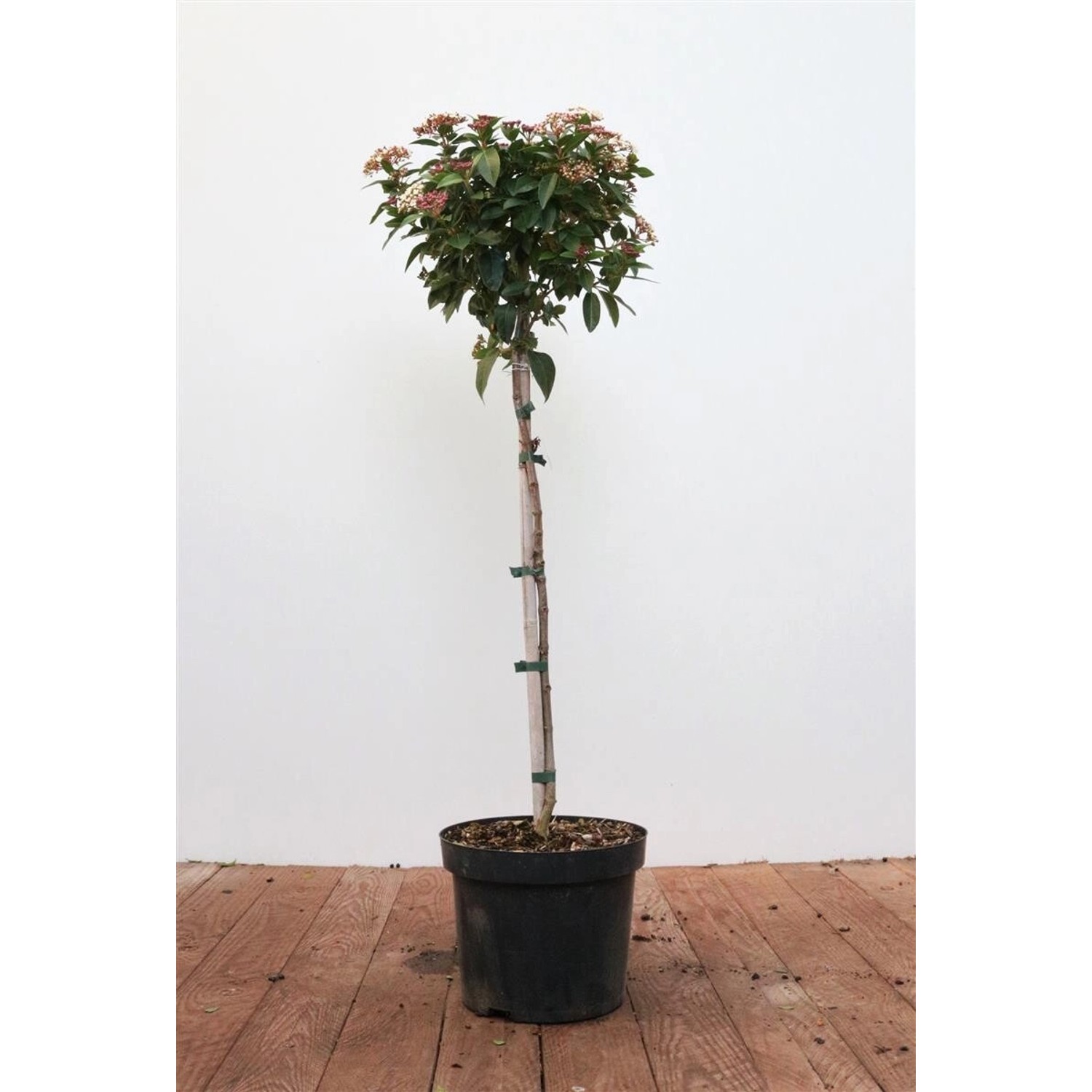 Viburnum Tinus Lorbeer-Schneeball Immergrün 80 cm Stammhöhe günstig online kaufen