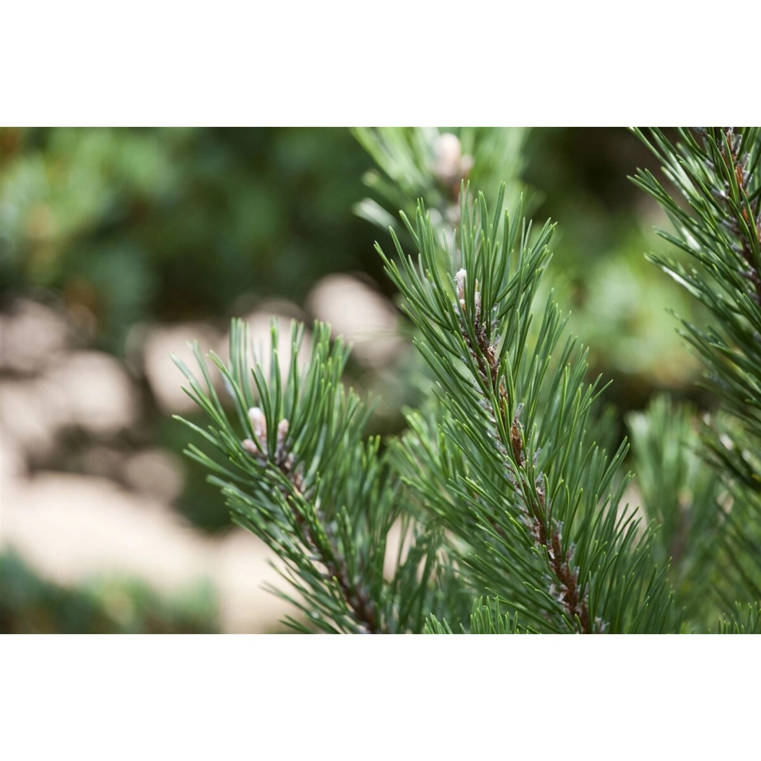Pinus Mugo Gnom Bergkiefer Kompakt 15–20 cm günstig online kaufen