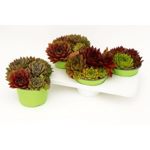 Mehrfarbige Sempervivum Chick Charms T13 Hauswurz in grünen Töpfen.