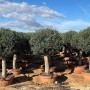 Reihe von Olea Europaea Olivenbäumen in Kugelform, 200 cm, in Terrakotta-Töpfen. Mediterrane Hausbäume.