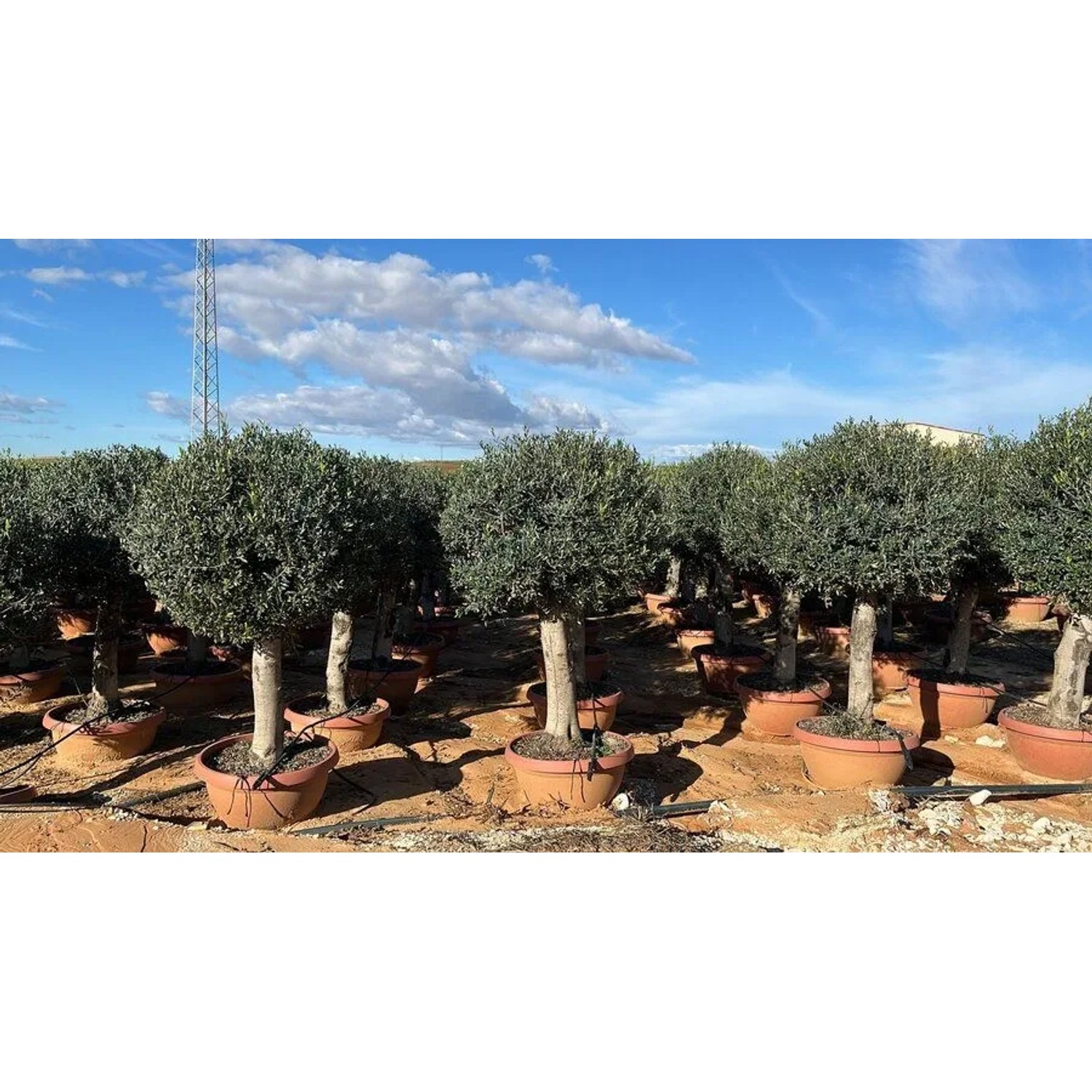 Reihe von Olea Europaea Olivenbäumen in Kugelform, 200 cm, in Terrakotta-Töpfen. Mediterrane Hausbäume.