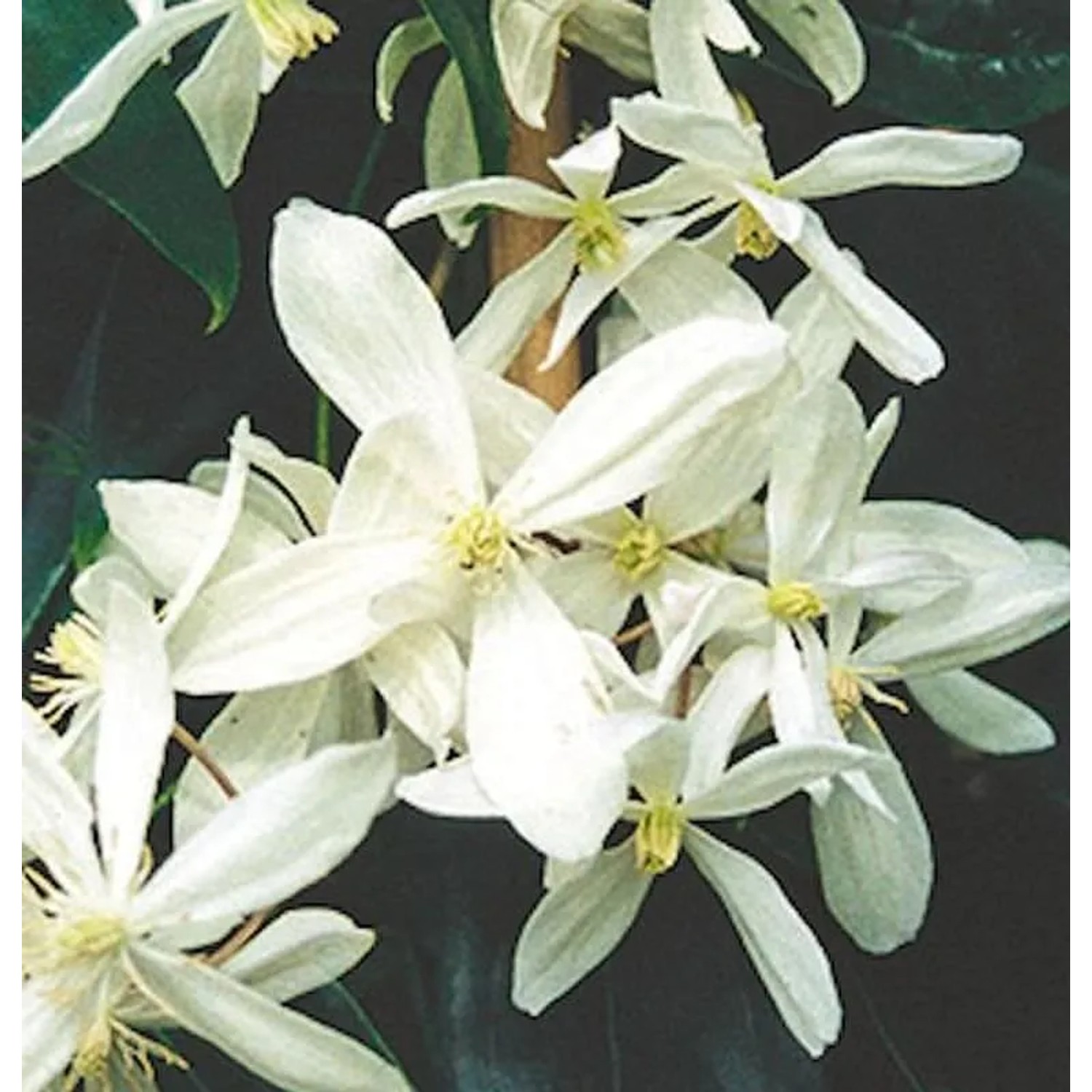 Immergrüne Duft Waldrebe 125-150cm - Clematis armandii