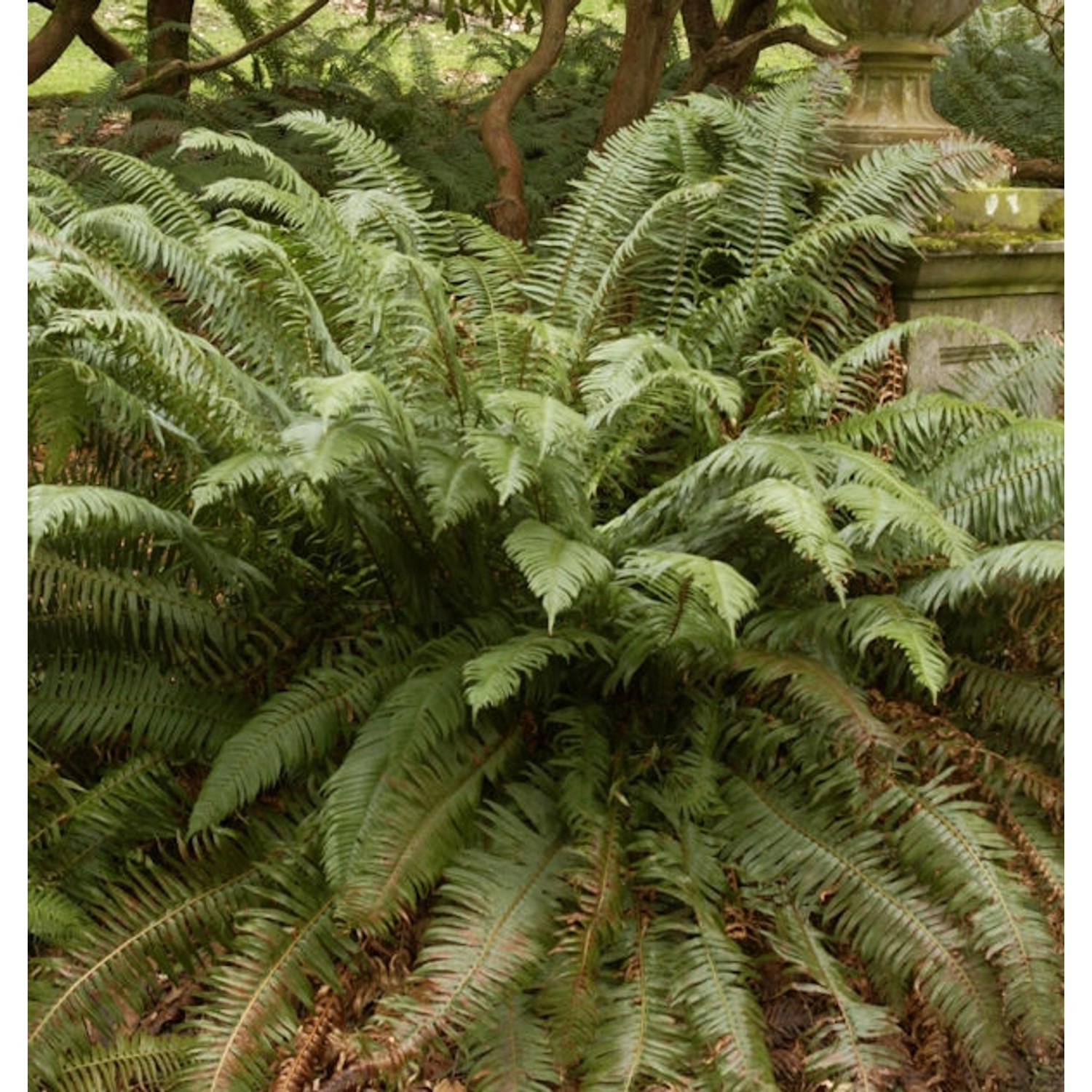 Schwertfarn - Polystichum munitum günstig online kaufen