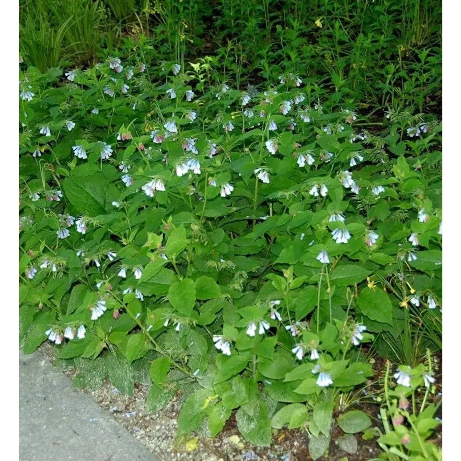 Kaukasus Beinwell Blaue Glocke - Symphytum grandiflorum
