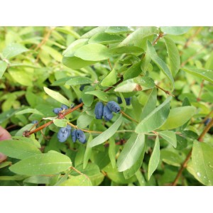 Sibirische Blaubeere (Maibeere) mit blauen Früchten und grünen Blättern im Topf.