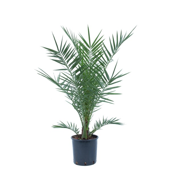 Palme online kaufen bei OBI