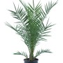 Kanarische Dattelpalme im Topf, ca. 80/100 cm hoch, grüne Blätter. Exotische Palme für Balkon und Terrasse.