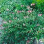 Geißblatt 'Serotina' mit rot-gelben Blüten, eine attraktive Kletterpflanze für den Garten.