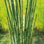 Grüner Teichschachtelhalm (Equisetum japonicum) im Topf für den Gartenteich.
