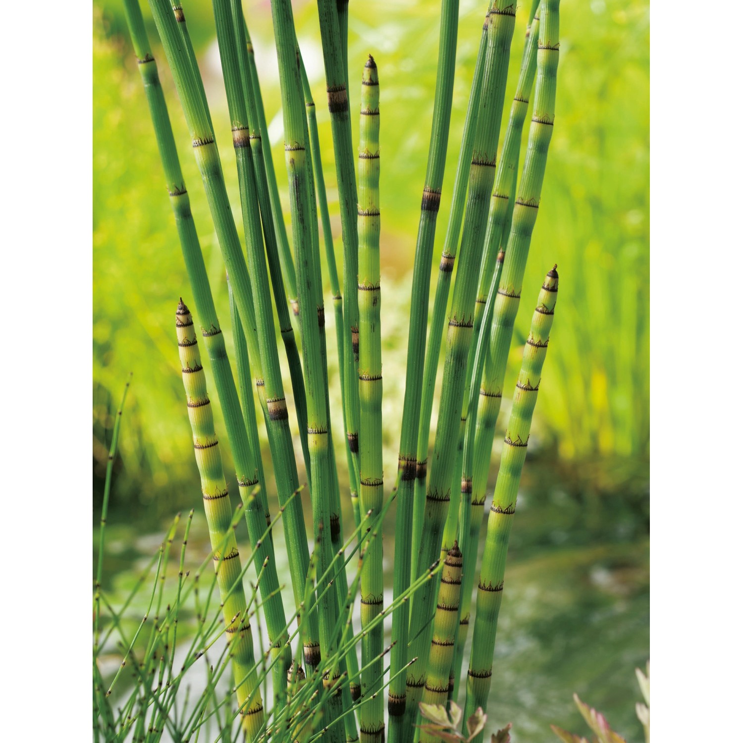 Grüner Teichschachtelhalm (Equisetum japonicum) im Topf für den Gartenteich.