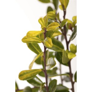 Detailaufnahme: Ilex Crenata Golden Gem, gelbgrüne Stechpalme mit ovalen Blättern.
