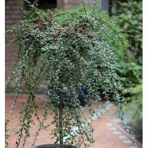 Hochstamm Zwergmispel Coral Beauty (Cotoneaster dammeri) mit roten Beeren und grünen Blättern.