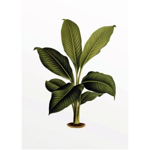 Komar Wandbild Elastica Leaf, 30x40 cm, grüne Blätter. Dekoratives Bild für Wohnräume.