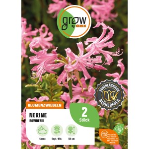GROW by OBI Guernseylilie Bowdenii, rosa Blüten, Höhe ca. 50 cm, ideal für Beet und Topf.