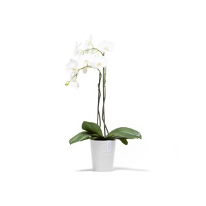 Ecopots Pflanztopf Morinda, weiß, 17 cm, mit weißer Orchidee. Ideal für Innen- und Außenbereiche.