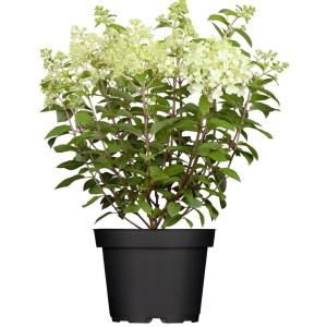 Rispenhortensie 'Limelight' im Topf, cremeweiße Blüten, 40-60 cm hoch.