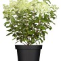 Rispenhortensie 'Limelight' im Topf, cremeweiße Blüten, 40-60 cm hoch.