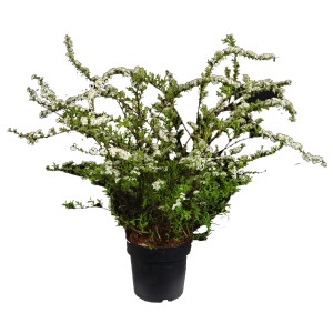 Spierstrauch Snowmound im Topf, ca. 50-60 cm hoch, mit üppigen weißen Blüten.