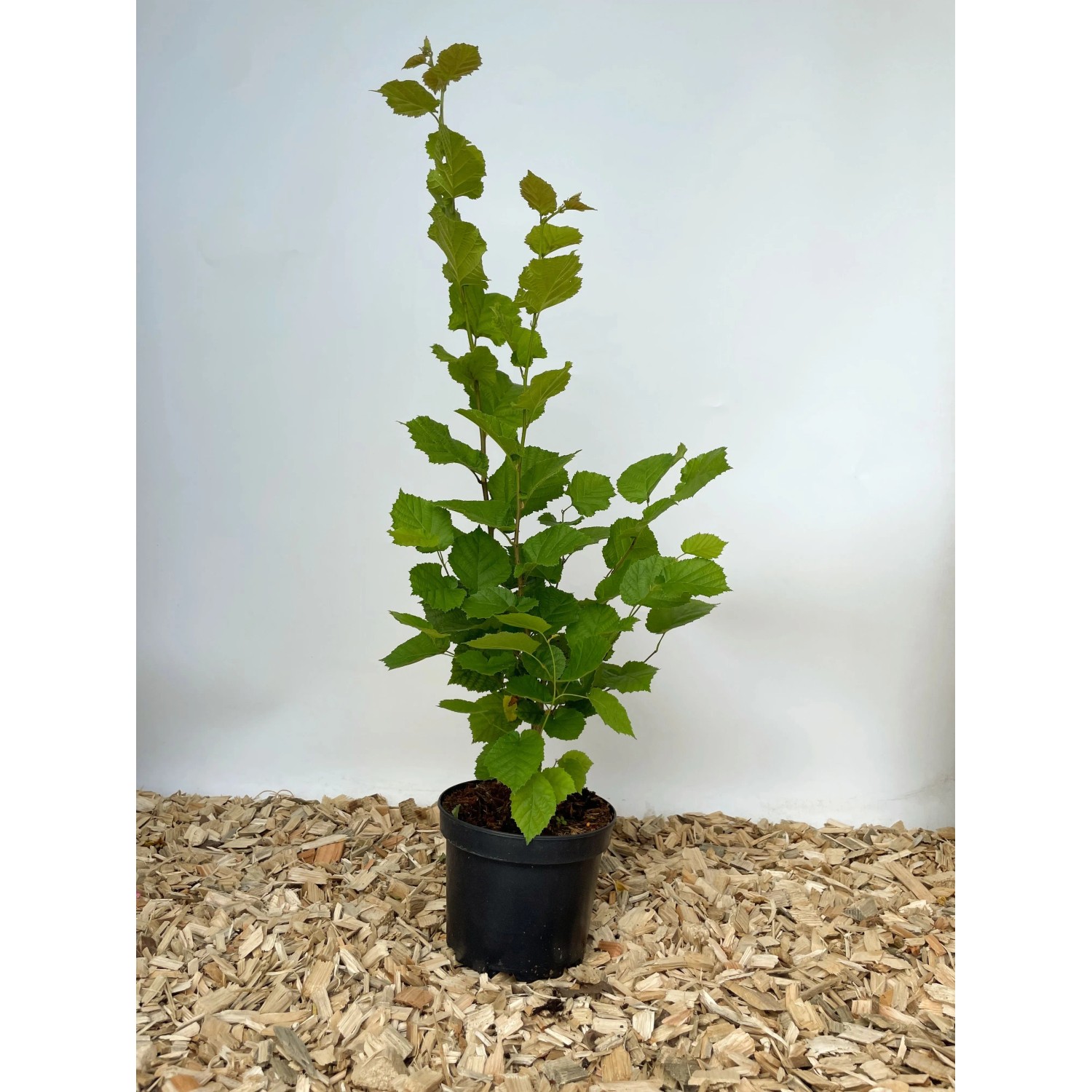 Baumfink Haselnuss im Topf, 60-100cm hoch, mit grünen Blättern.