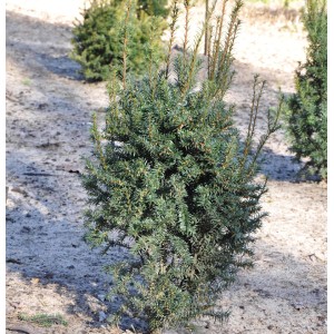 Junge, grüne Eibe 'Enno Hinrichs' (Taxus baccata) im Garten.