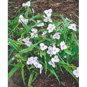 Tradescantia Osprey Dreimasterblume mit weißen Blüten und grünen Blättern im Beet.