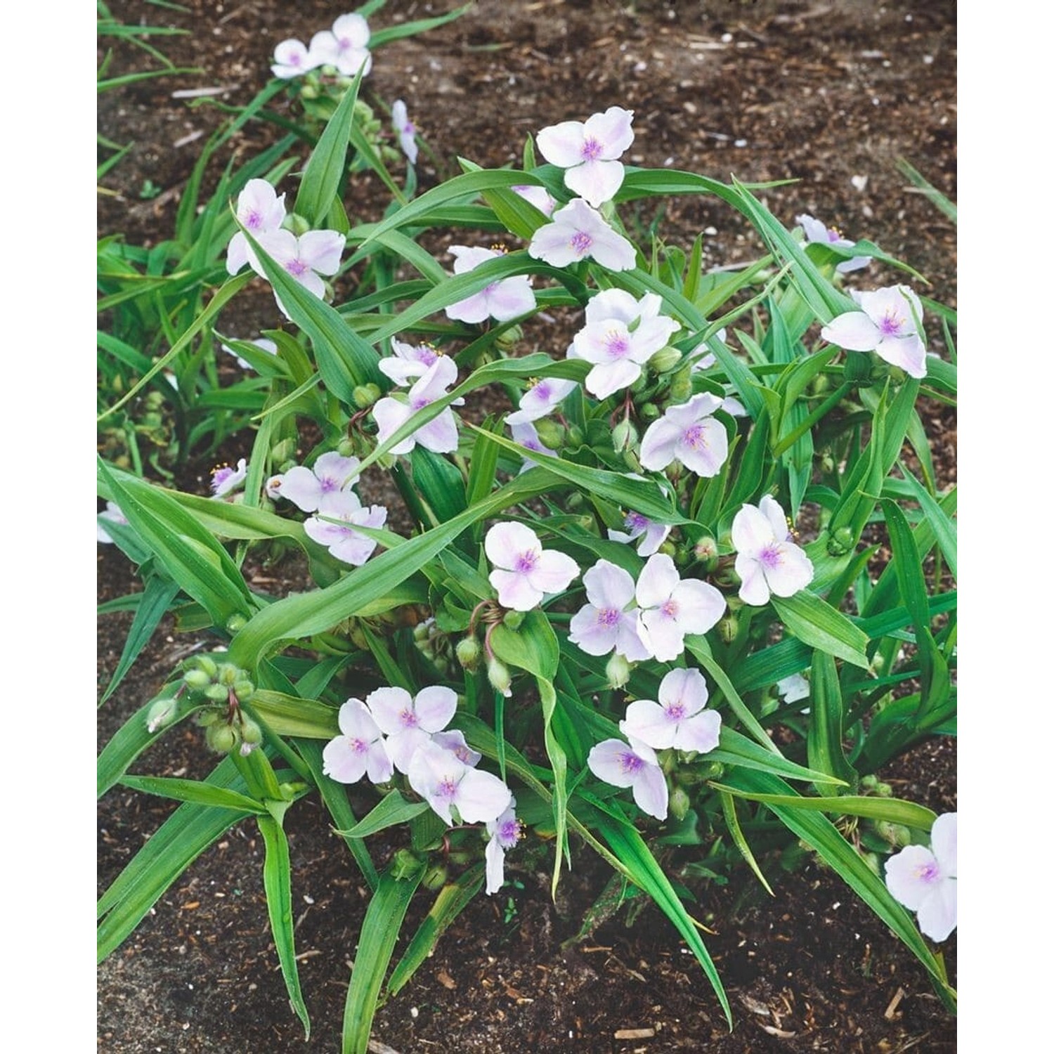 Tradescantia X Andersoniana Osprey Dreimasterblume Ca. 9x9 cm Topf günstig online kaufen