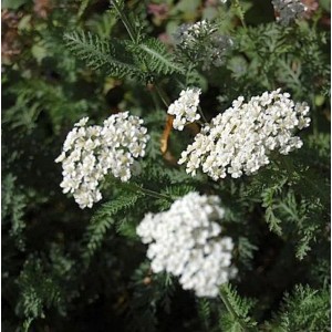 Nahaufnahme der weißen Blütenstände der Schafgarbe Schneetaler (Achillea millefolium) im Garten.