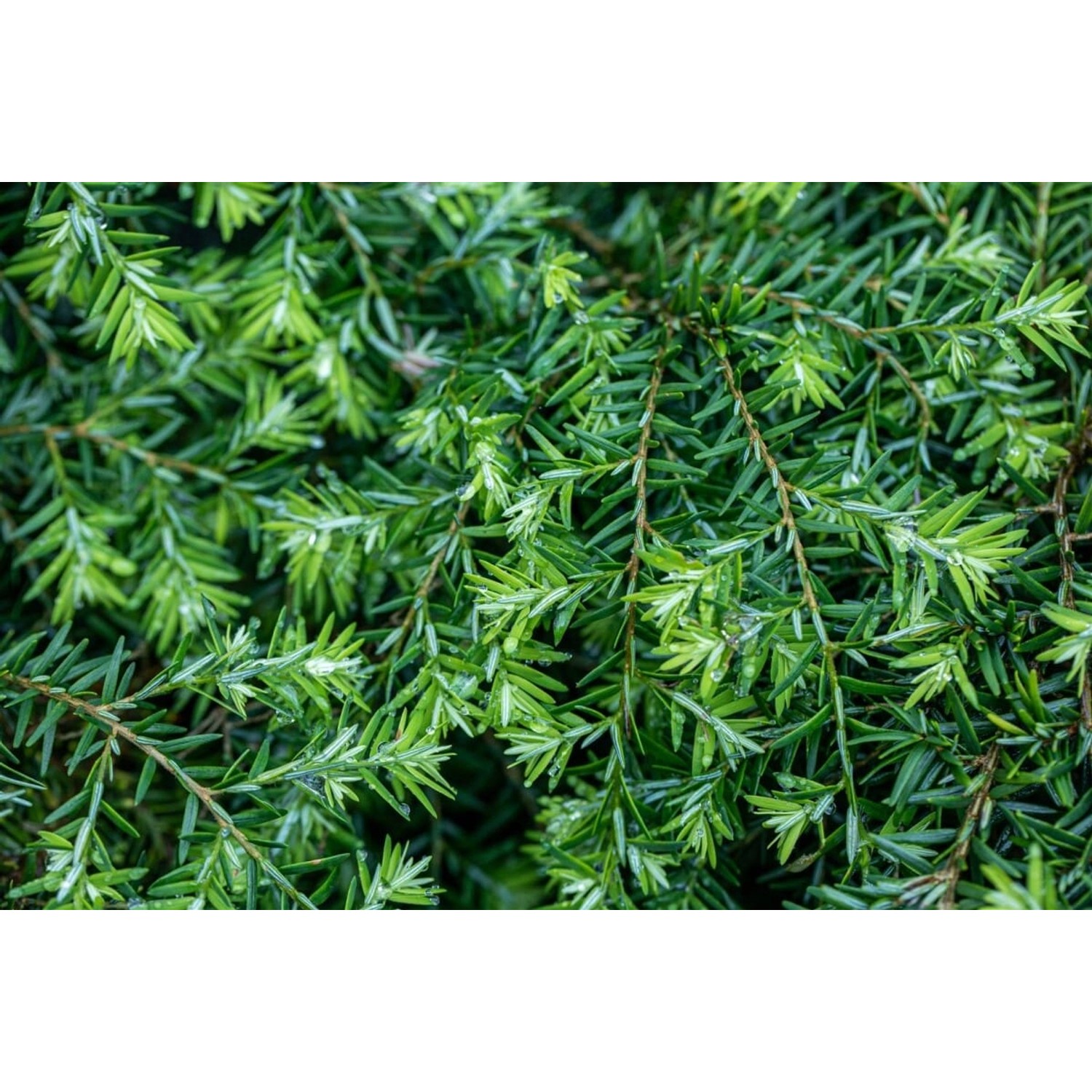 Detailaufnahme der Zwerg-Hemlocktanne Tsuga Canadensis Nana mit frischem, grünen Nadelkleid.