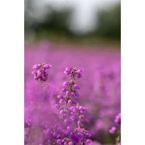 Nahaufnahme von purpurrosa Erica Cinerea Pallas Heidekraut Blüten.