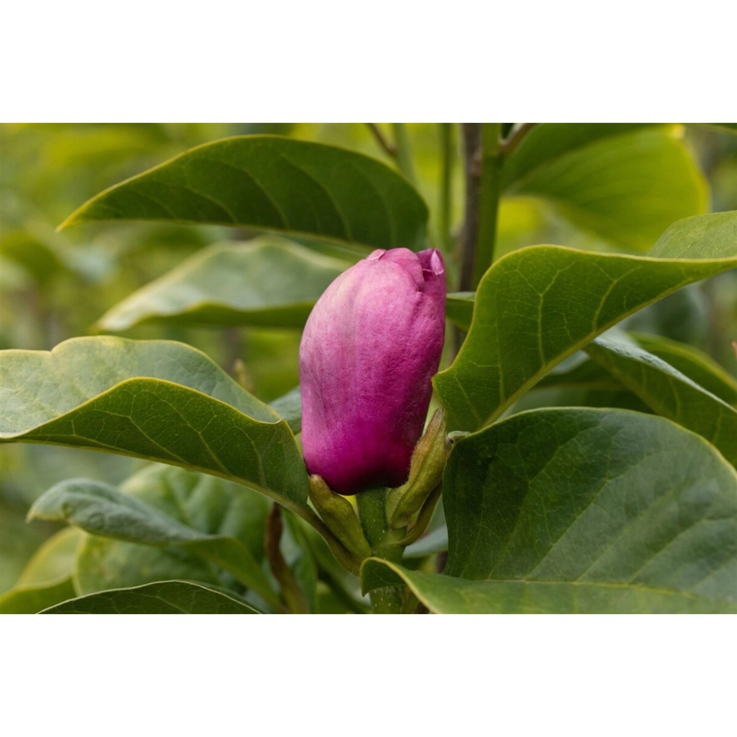 Nahaufnahme einer purpurroten 'Black Tulip' Magnolienblüte zwischen grünen Blättern.