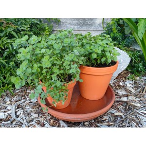 Zwei Töpfe Blu Bio-Majoran (Origanum majorana) auf einer Terrakotta-Untersetzer im Garten.