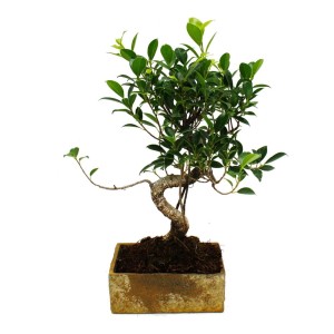 Exotenherz Bonsai Ficus (8 Jahre) in Steinoptik-Keramik für Zimmer, ca. 35-40cm hoch.