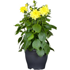 Gelbe Dahlie (Dahlia Cordifolia) im Topf, ca. 26 cm Durchmesser. Sommerblume für Beet und Kübel.